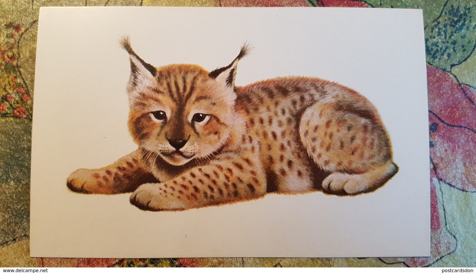 "Little Lynx" By Isakov - 1978 - OLD  Soviet  Postcard - Insects