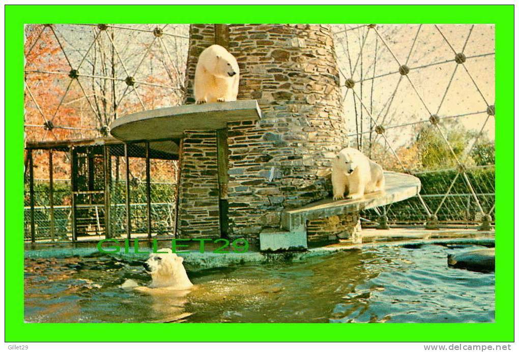 OURS - BEARS - OURS BLANC - WHITE POLAR BEARS - PARC ZOOLOGIQUE DE GRANBY - - Ours