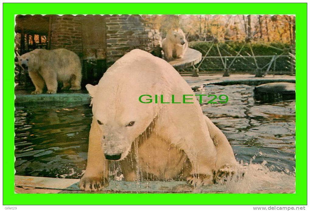 OURS - BEARS - OURS BLANC - WHITE POLAR BEARS - PARC ZOOLOGIQUE DE GRANBY - - Bears