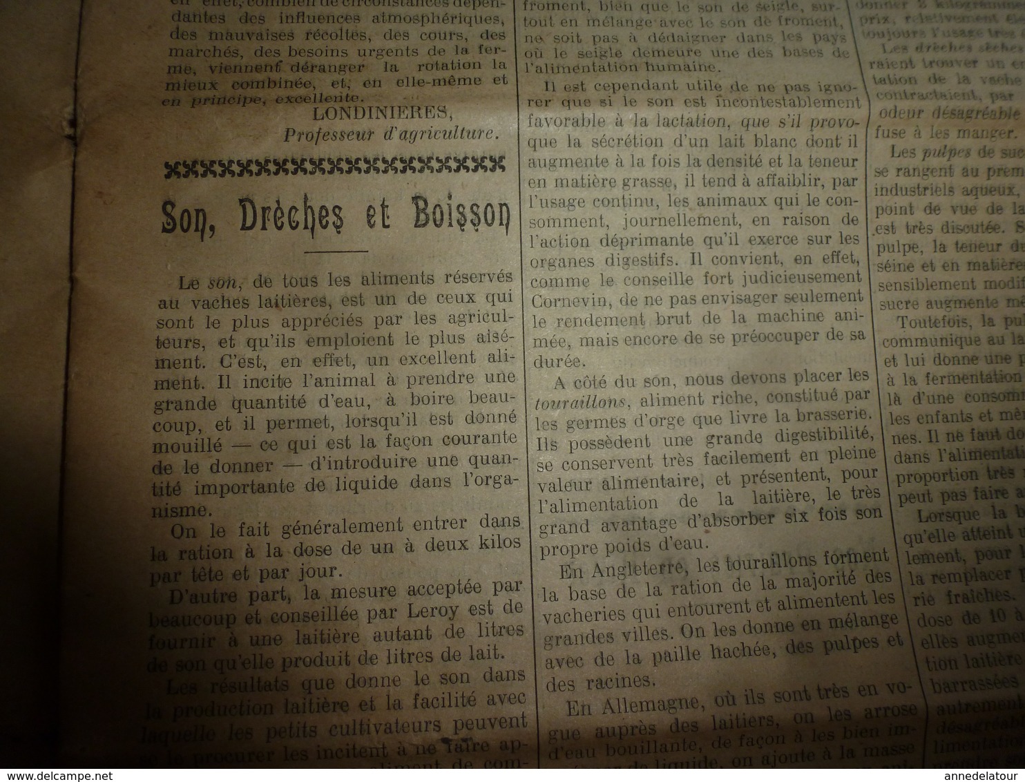 1913 L'AMI DU CULTIVATEUR-->L'hivernage Des Abeilles;Utilisations Du Gui (alimentation Du Bétail ,enrichir Le Lait),etc - Autres & Non Classés