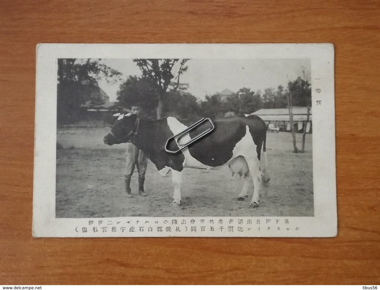 CHINE CHINA TIENTSIN MONUMENT ITALIAN ITALIEN ITALIE OCCUPATION CHINE GUERRE PIN YANG VACHE - Cina