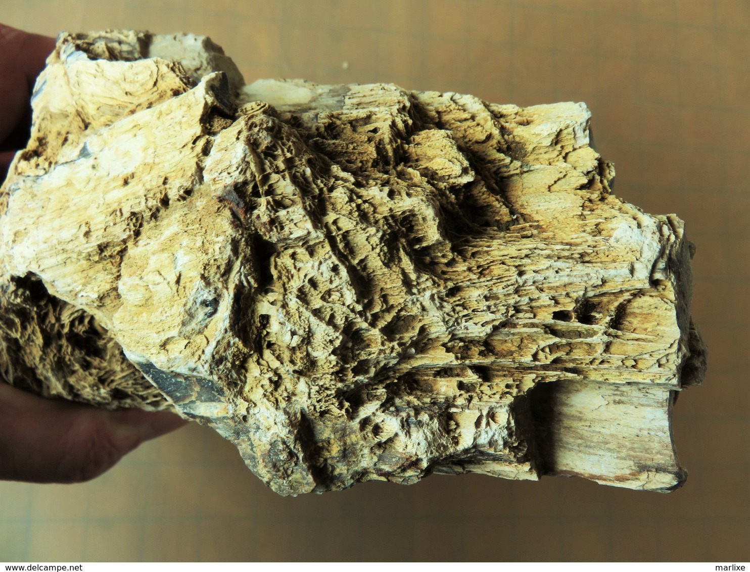 Bois Fossile Silicifié Vallée D'eure - Fossiles