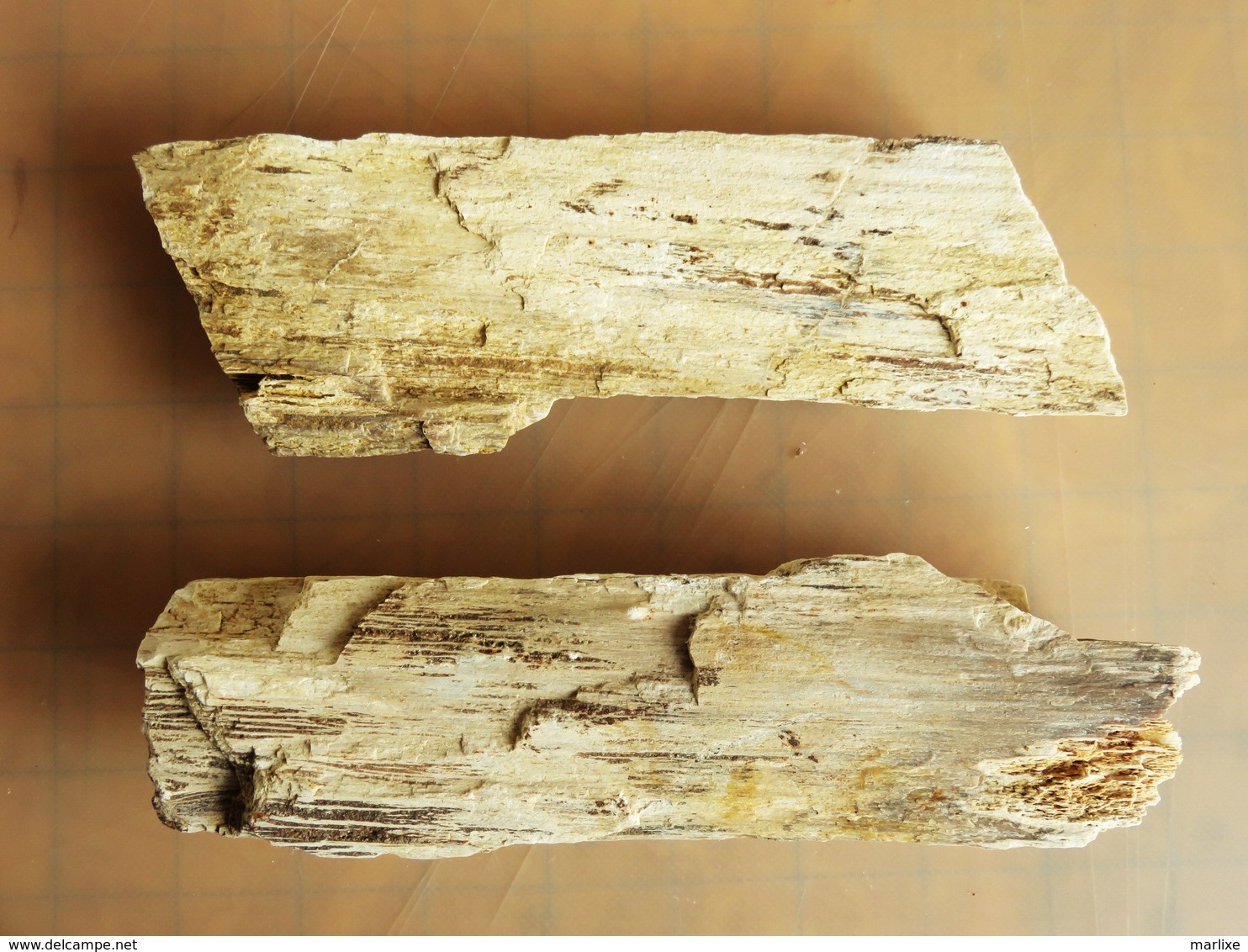 Bois Fossile Silicifié Vallée D'eure - Fósiles