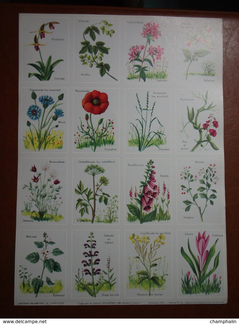 Planche éducative Volumétrix - N°46 - Botanique (les Familles De Plantes) - Learning Cards