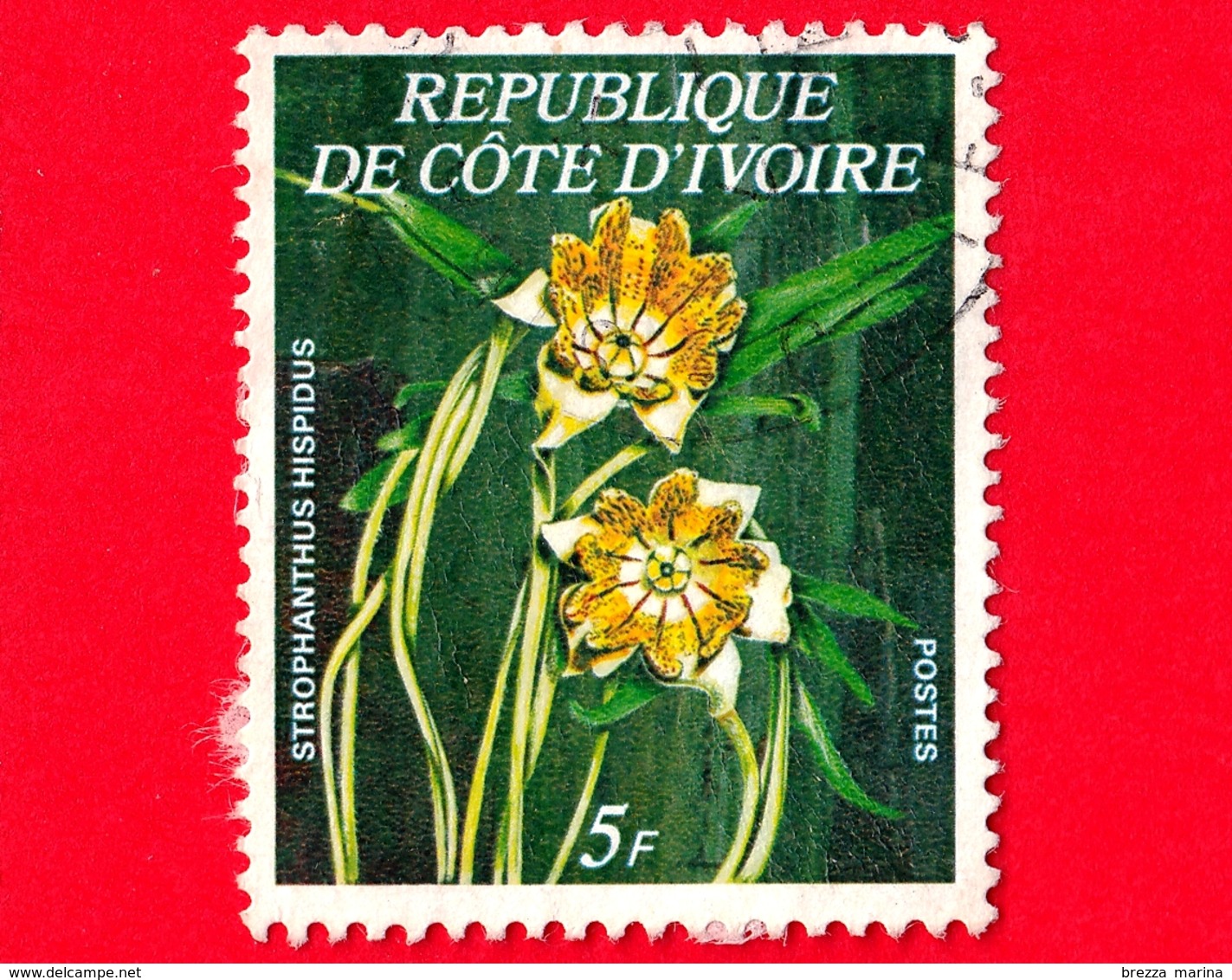 COSTA D'AVORIO - Usato - 1977 - Fiori - Strophanthus Hispidus - 5 - Costa D'Avorio (1960-...)