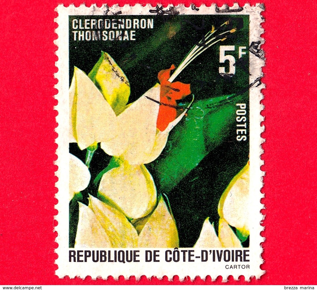 COSTA D'AVORIO - Usato - 1980 - Flora - Clerodendron Thomsonae - 5 - Costa D'Avorio (1960-...)