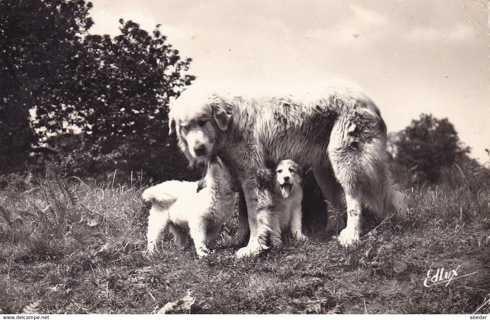 Cpa. Chien Des Pyrenees. Chiens, Dog Cane, Hunde. Old Dog Postcard  1959 - Chiens