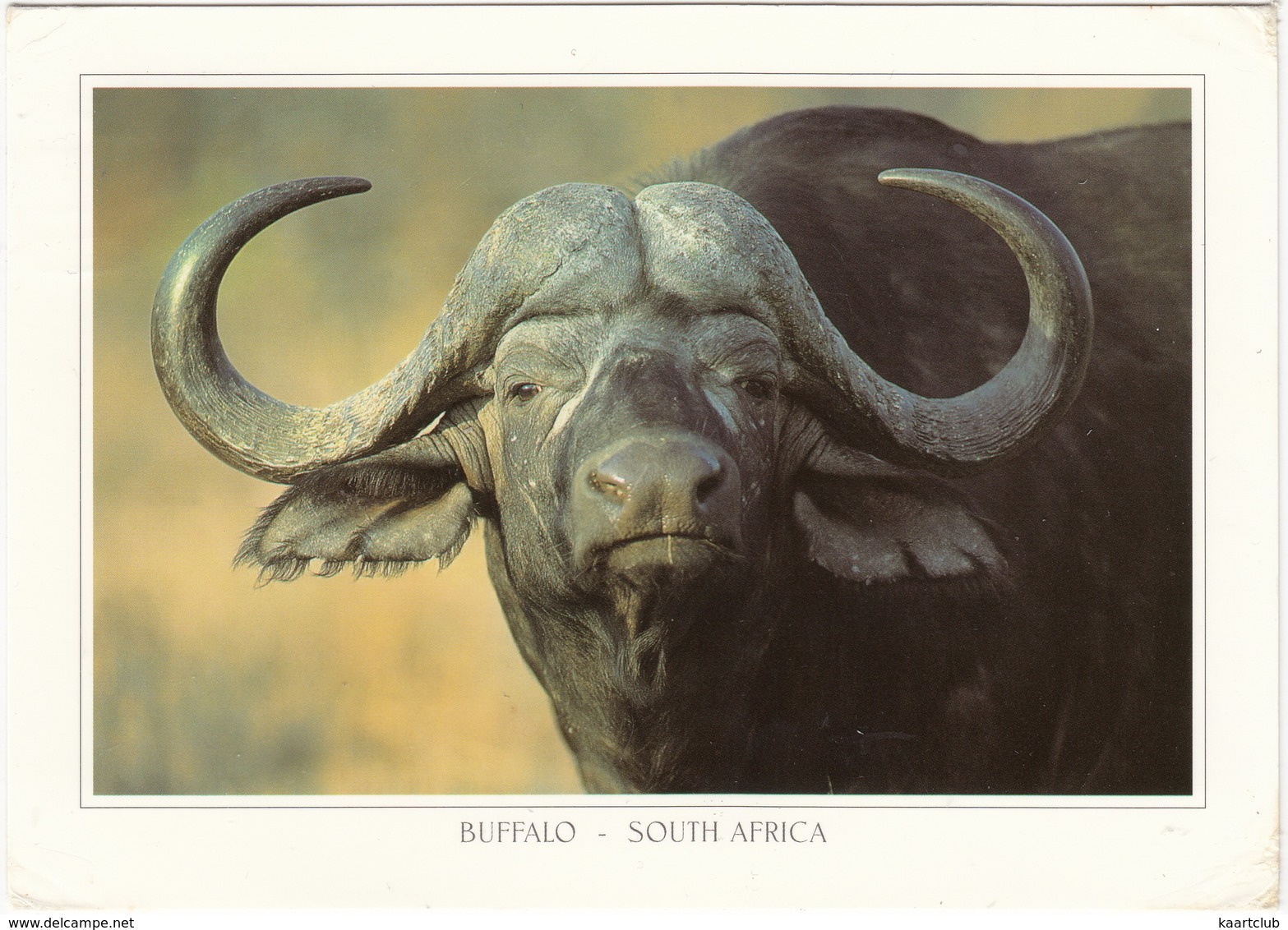 Buffalo (Syncerus Caffer) - South Africa - Stieren
