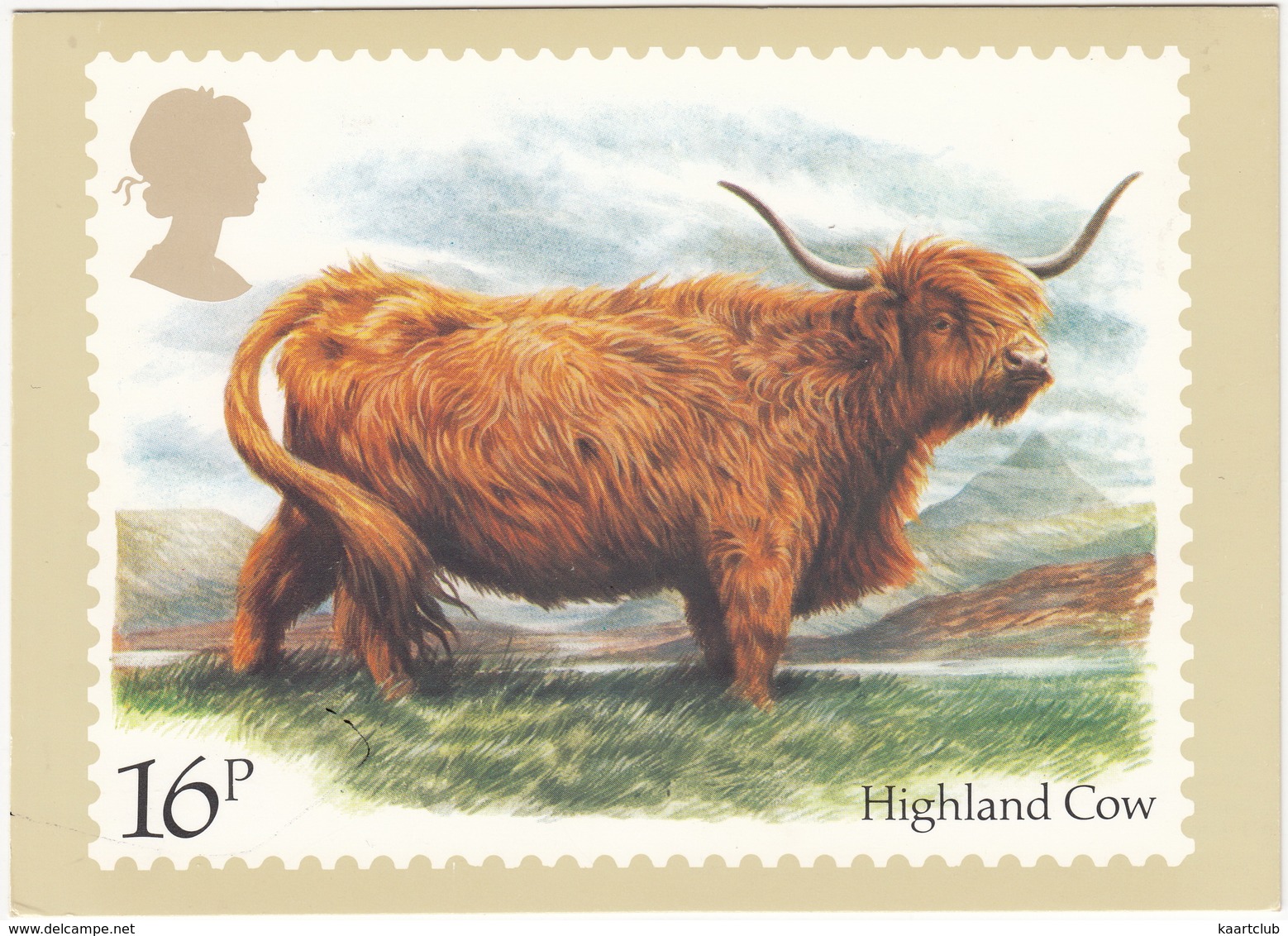 Highland Cow - Cattle - Koeien