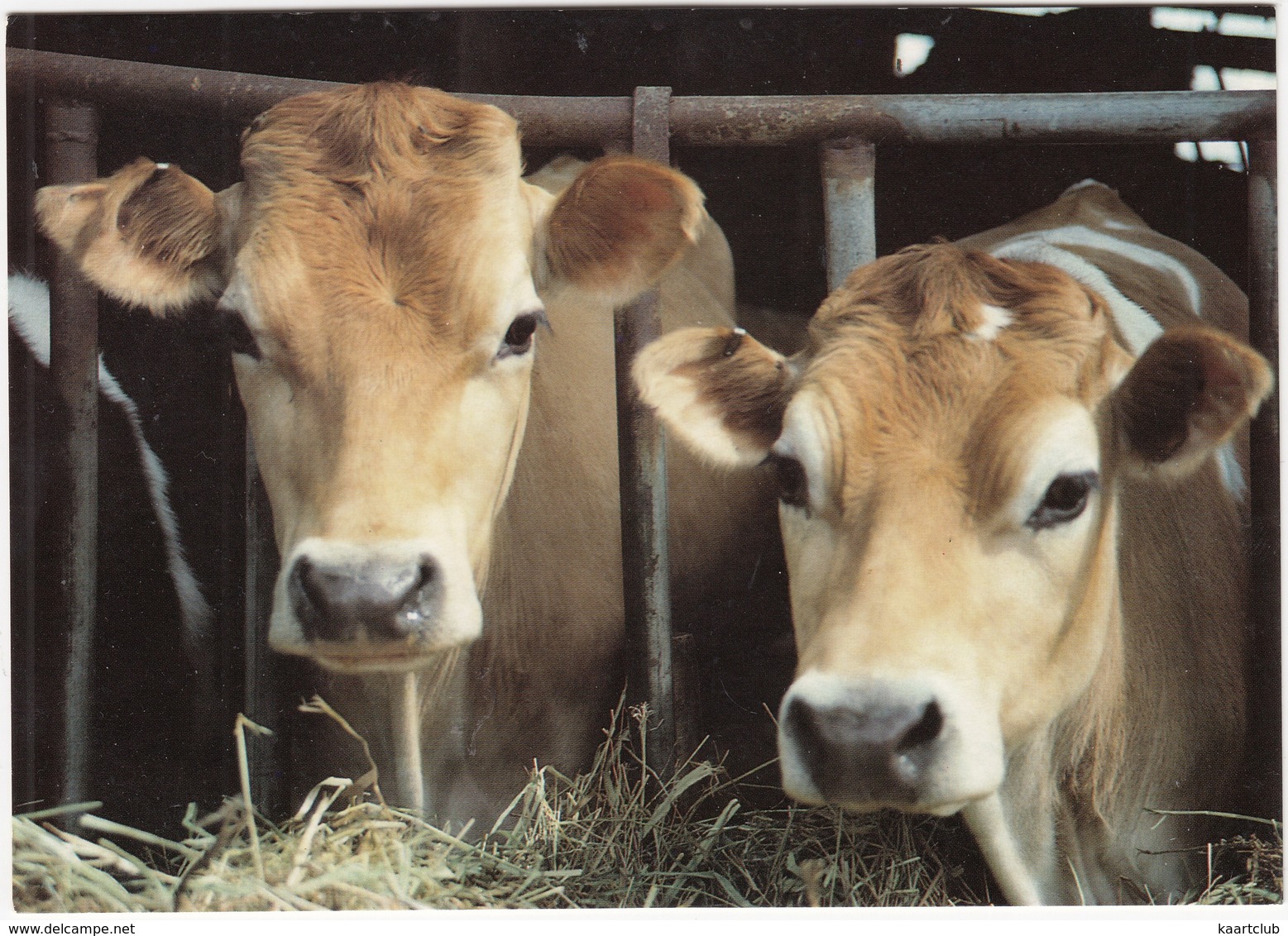 Two Cows - Cattle - Stable - Koeien