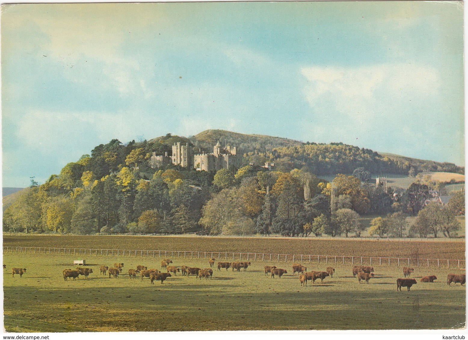 Dunster Castle : Cows - Cattle - Kühe