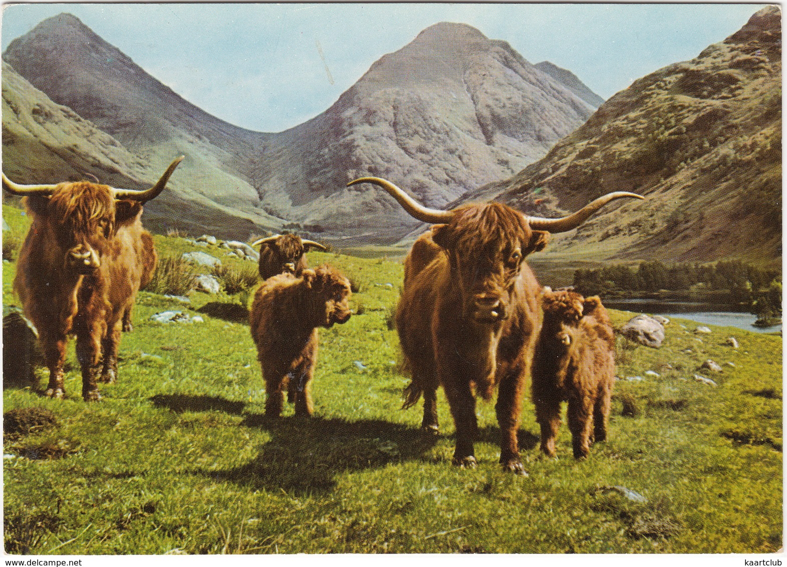 Cattle In The West Highlands - Cows - Koeien