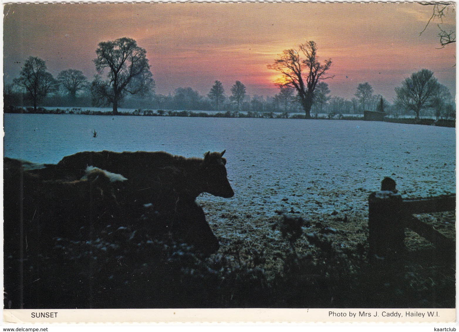 Sunset - Cows - Hailey (Oxfordshire) - Koeien