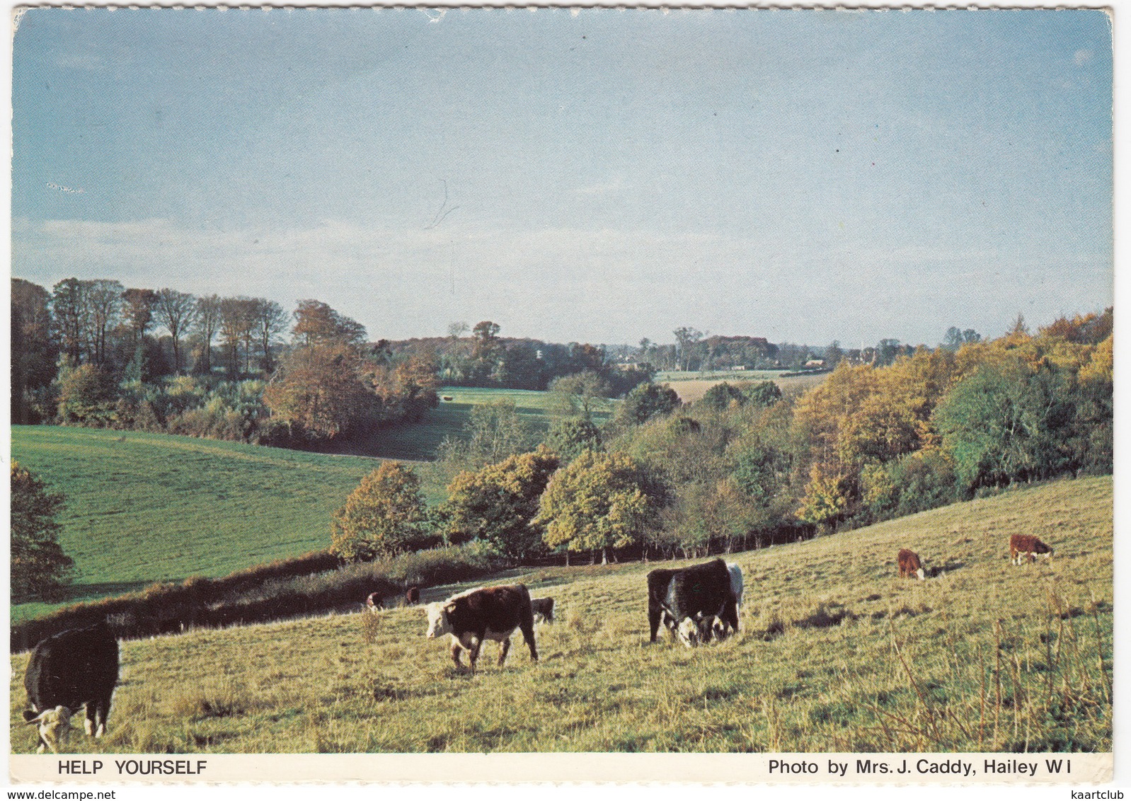 Help Yourself - Cows / Cattle  - Hailey (Oxfordshire) - Koeien