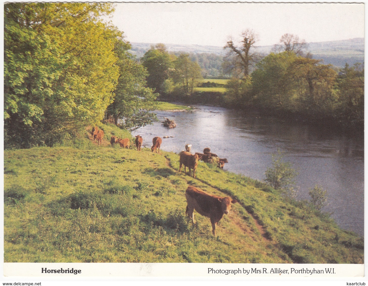 Horsebridge - Cows / Cattle  - (Porthbyhan) - Koeien
