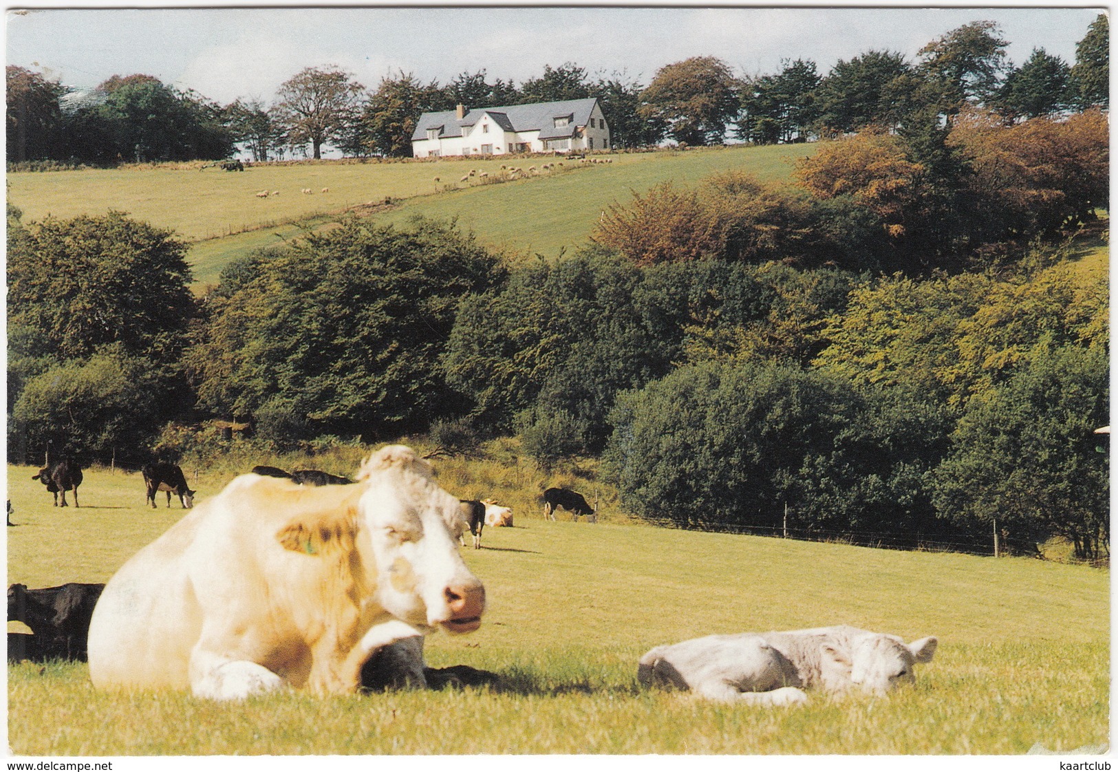 Highercombe Farm, Dulverton (Somerset):  Cows / Cattle - Farmhouse Bed And Breakfast - Exmoor - Koeien