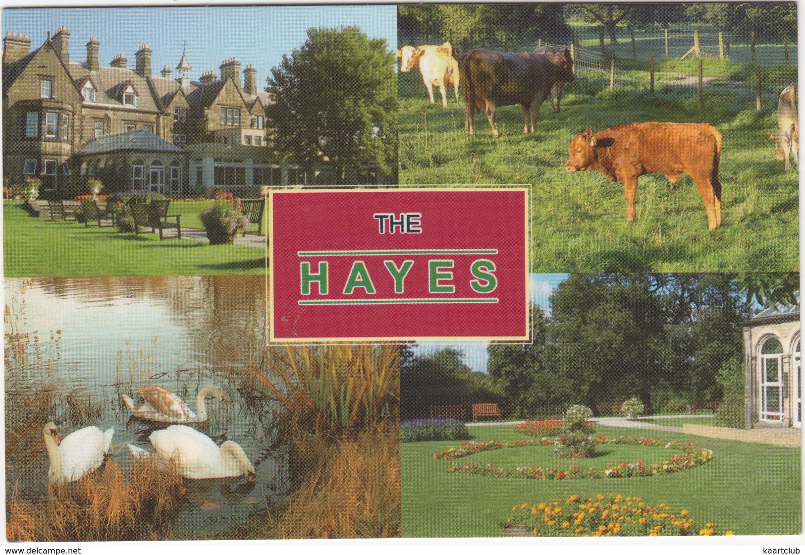 The Hayes: CATTLE / COWS - Hayes Conference Centre, Swanwick (Derbyshire) - SWANS - Koeien