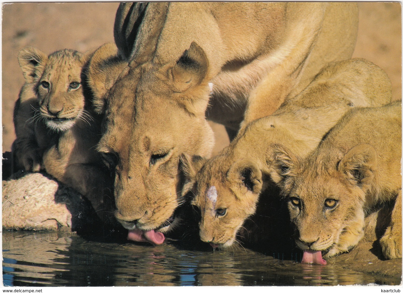 A Lioness And Her Cubs Enjoy The African Heat At A Watering Hole - (South Africa) - Lion / Panthera Leo - Zuid-Afrika