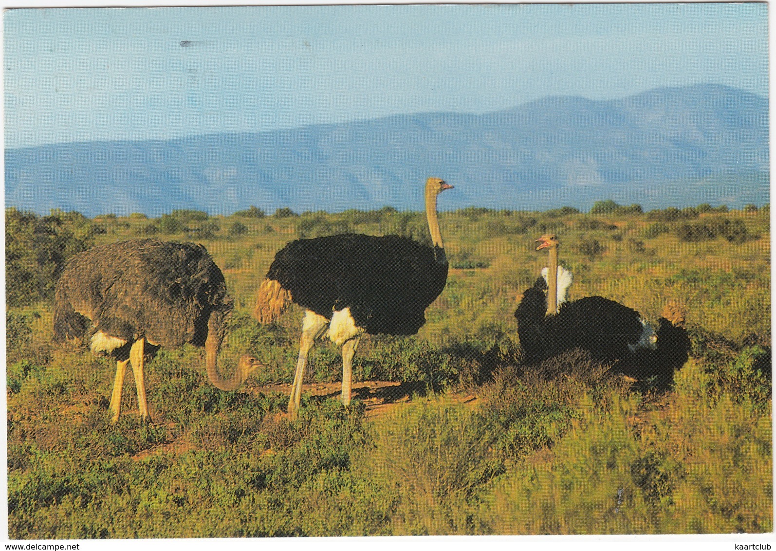 Little Karoo: OSTRICHES / VOLSTRUISE / STRUISVOGEL - (South Africa) - Zuid-Afrika