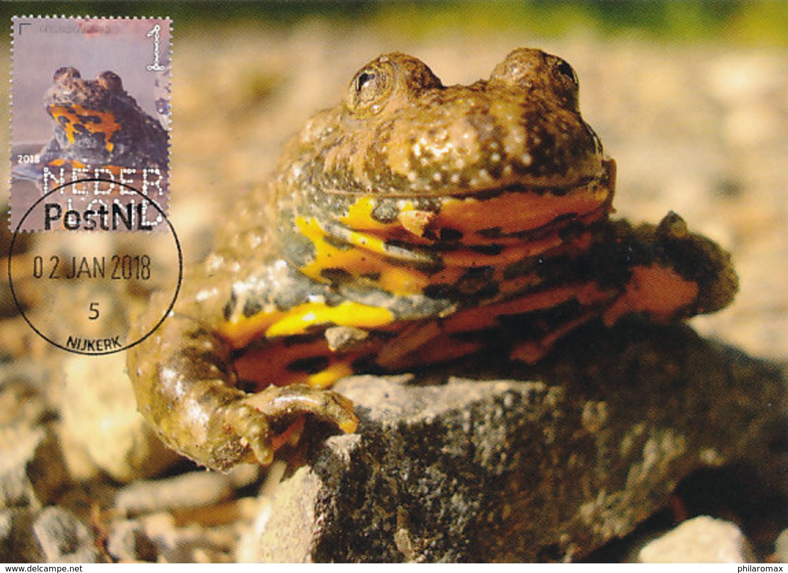 D35432 CARTE MAXIMUM CARD FD 2018 NETHERLANDS - YELLOW-BELIED TOAD SONNEUR CP ORIGINAL - Other & Unclassified