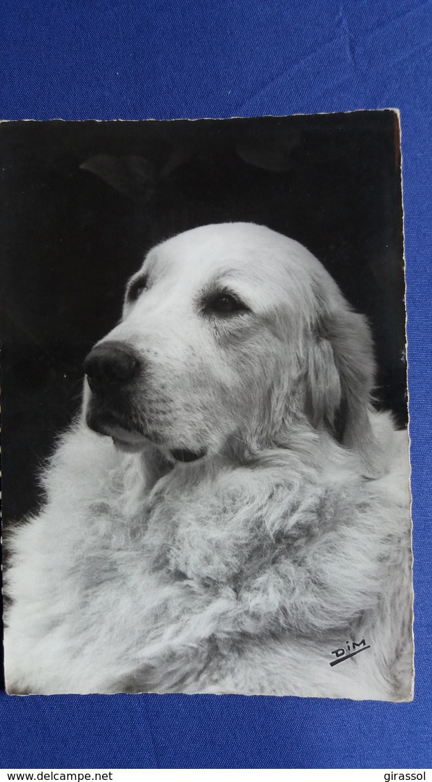 CPSM CHIEN MONTAGNE DES PYRENEES FANIC DU PIC DU JER 20   ED COEUR DE VEY DIM - Honden