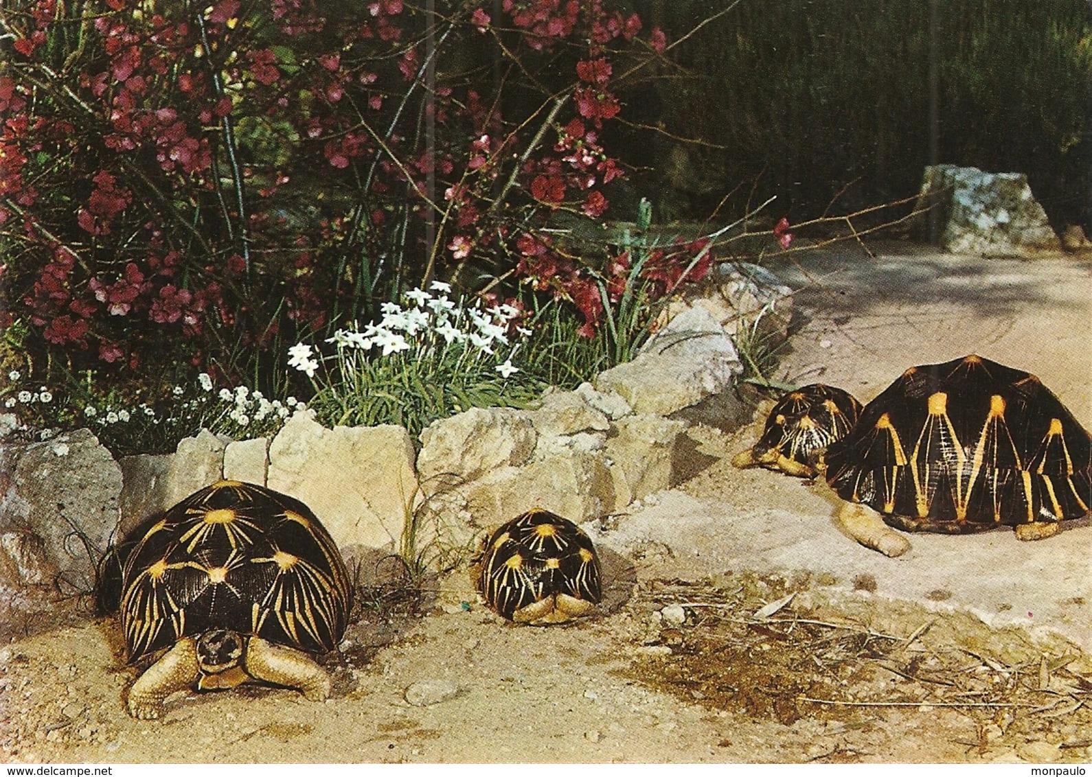 83. CPM. Var. Bandol. Jardin Exotique De Sanary - Bandol. Tortues Rayonnées De Madagascar - Bandol