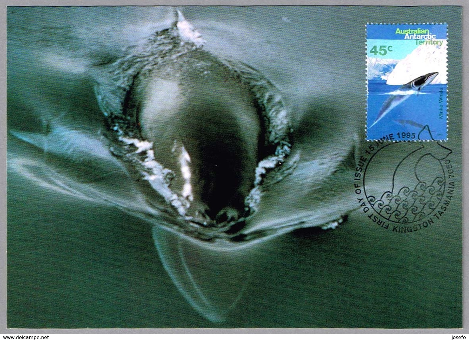 MINKE WHALE. AAT 1995 - Ballenas