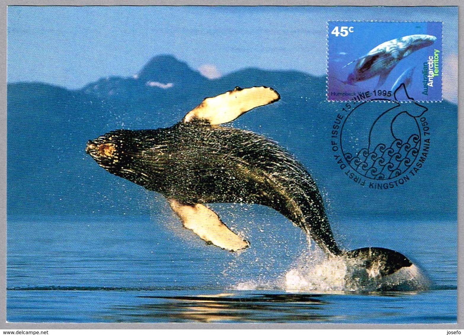 HUMPBACK WHALE. AAT 1995 - Ballenas