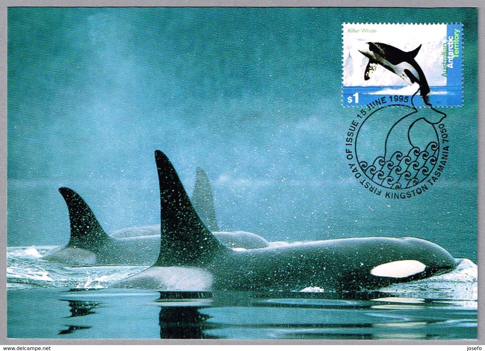 KILLER WHALE. AAT 1995 - Whales
