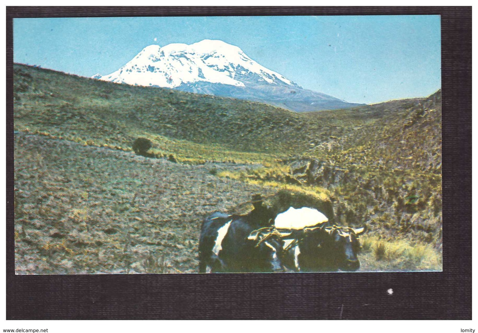 Equateur Ecuador El Chimborazo Boeuf Boeufs Carte Ecrite En 1970 - Equateur