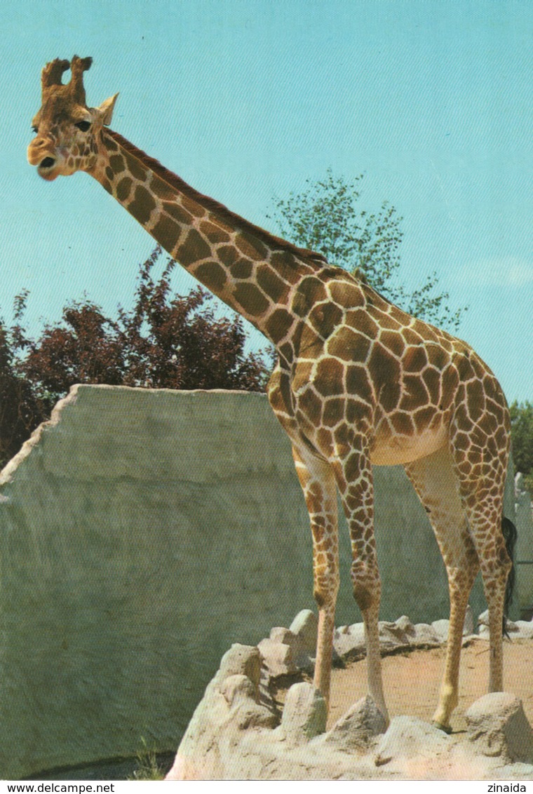 CARTE POSTALE DE ROMANECHE-THORINS - GIRAFE - PARC ZOOLOGIQUE DES CONDEMINALS - Giraffes