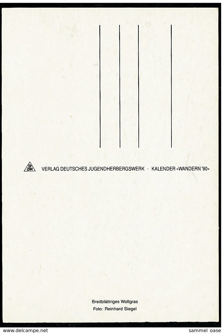 Breitblättriges Wollgras  -  DJH Deutsche Jugendherberge Ansichtskarte Ca. 1990   (9102) - Sonstige & Ohne Zuordnung