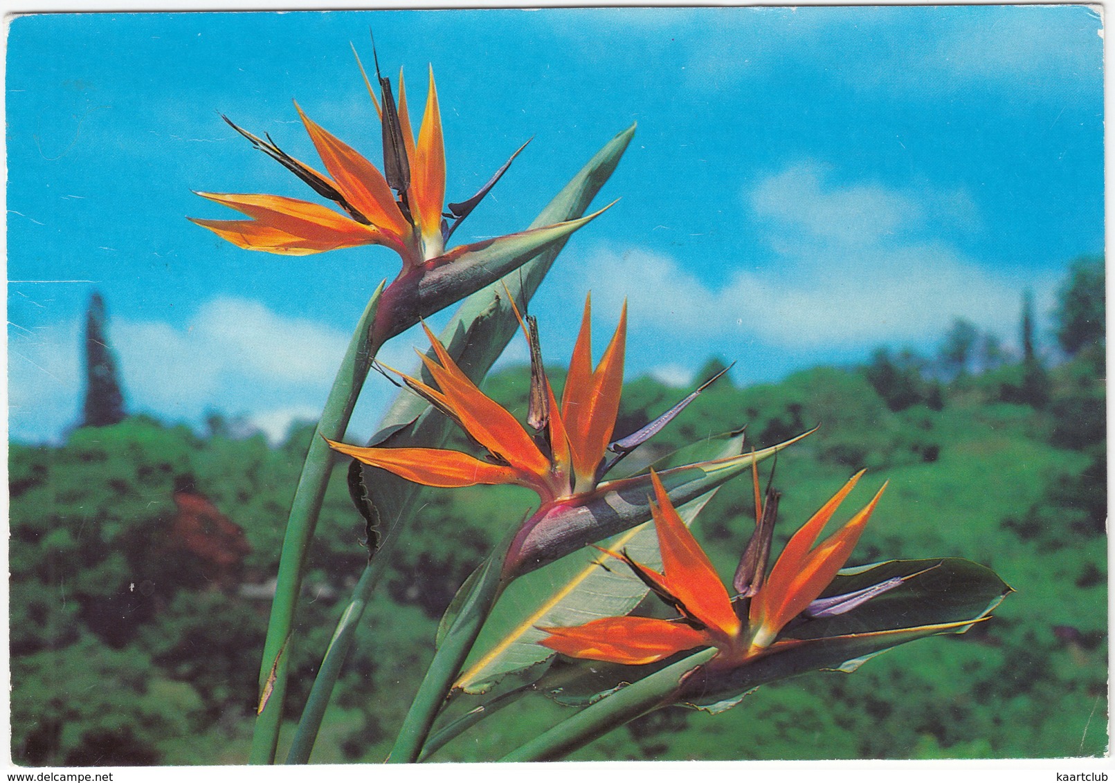 The Crane Flower - (Strelitzia Reginae) - Flora - (South Africa) - Zuid-Afrika