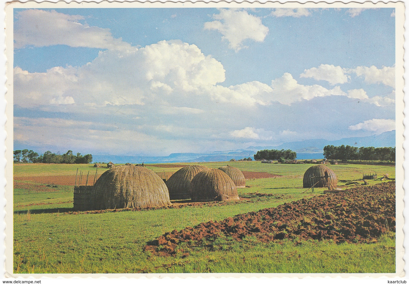 The Grass Township , Zululand - Die Gras-dorp, Zoeloeland  - (South Africa) - Zuid-Afrika