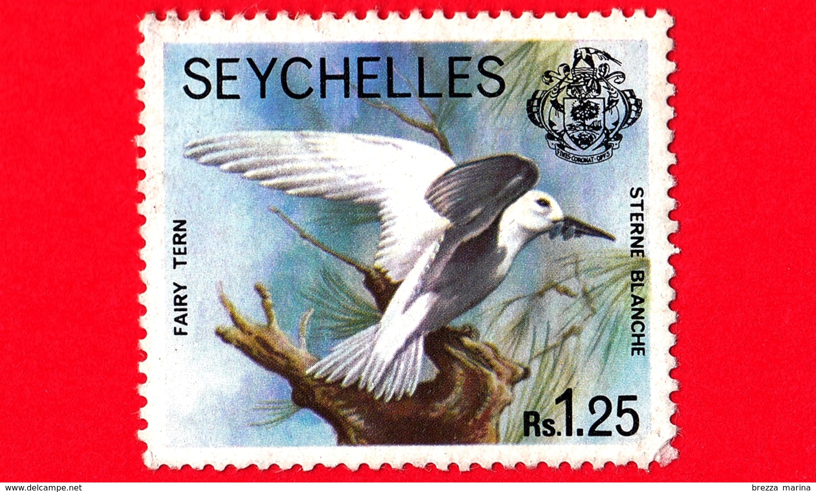 SEYCHELLES - Usato - 1980 - Uccelli - Zil Elwannyen Sesel - Fairy Tern (Sternula Nereis) - 1.25 - Seychelles (1976-...)