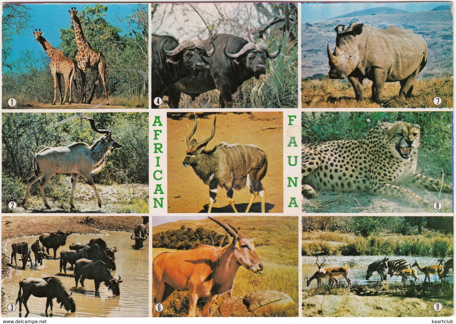 Kruger National Park - African Fauna - (South Africa) - Multiview - Zuid-Afrika