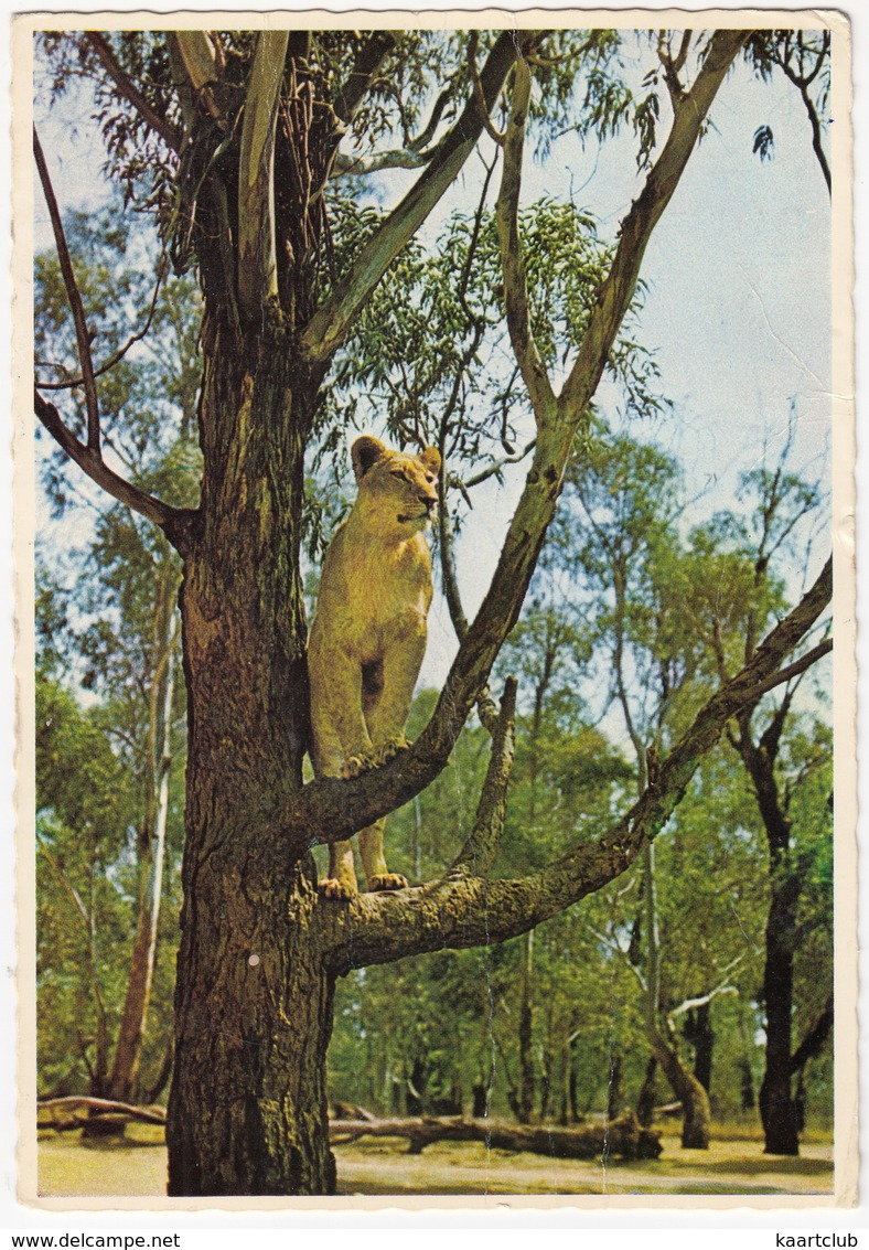 Johannesburg - Lion Park : Lioness / Leeuwyfie, Leeupark, Johannesburg - ( South Africa - Suid-Afrika) - Zuid-Afrika