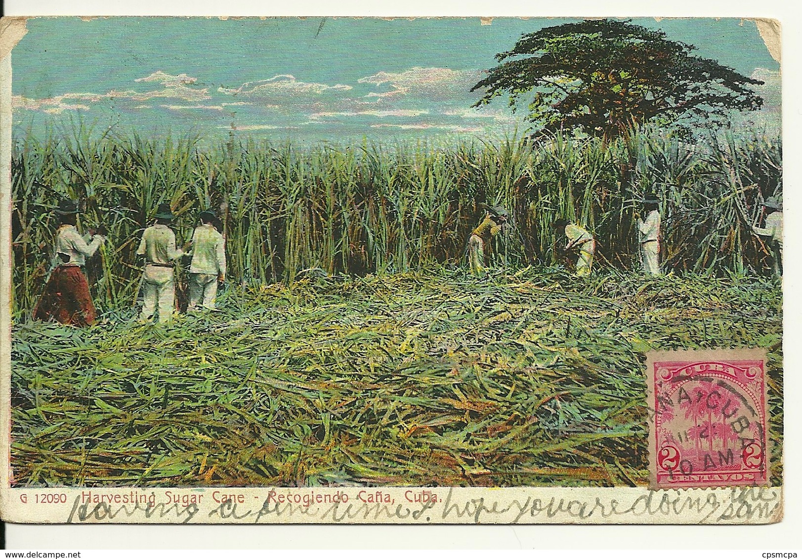 CUBA / HARVESTING SUGAR CANE - RECOGIENDO CANA - Cuba