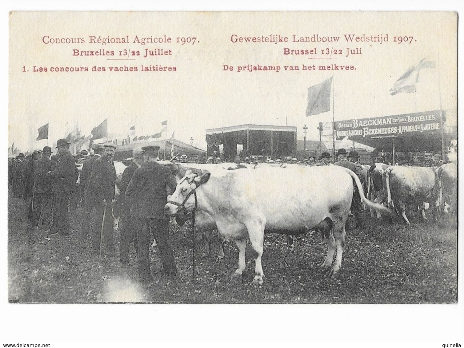 Bxl  ( M 4600 )  Concours Des Vaches Laitières En 1907 (prijskamp Van Het Melkvee 1907) - Feesten En Evenementen