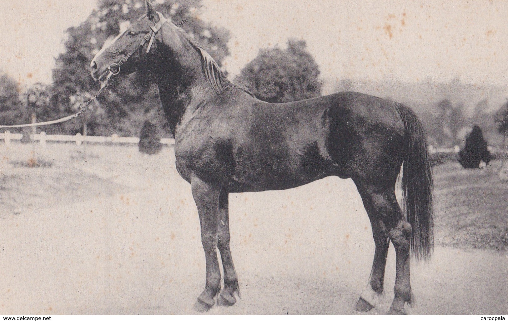 Carte 1931 ECHAUFFOUR CHEZ MR BERTRIN / CHEVAL (chevaux) - Sonstige & Ohne Zuordnung