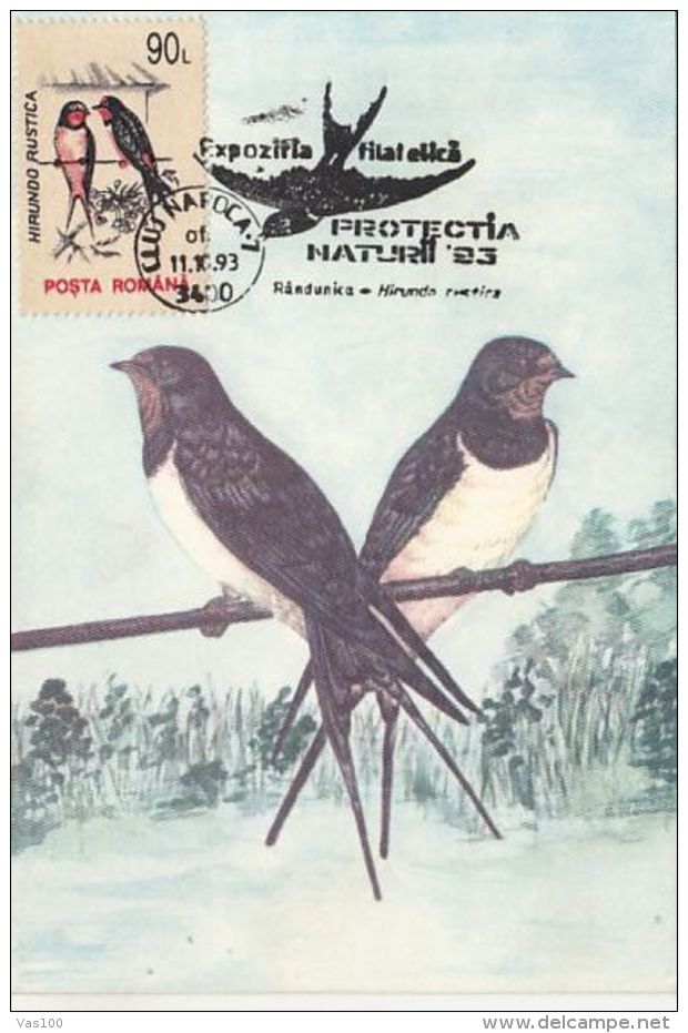 BIRDS, SWALLOWS, CM, MAXICARD, CARTES MAXIMUM, 1993, ROMANIA - Golondrinas