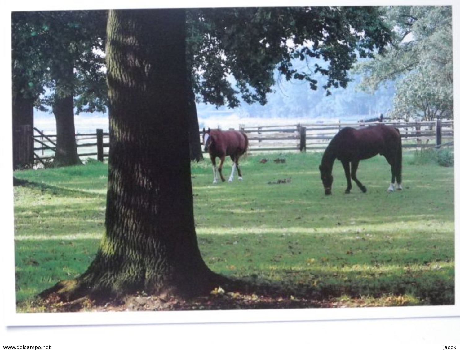 Wedemark - Duden - Rodenbostel   Bei  Hannover / Old Dorf / Pferd / Horse - Hannover