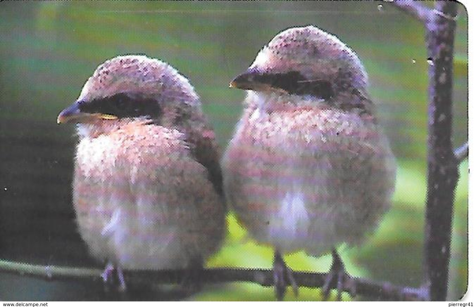 CARTE-PUCE-2000-ROUMANIE-OISEAUX-TBE - Sperlingsvögel & Singvögel