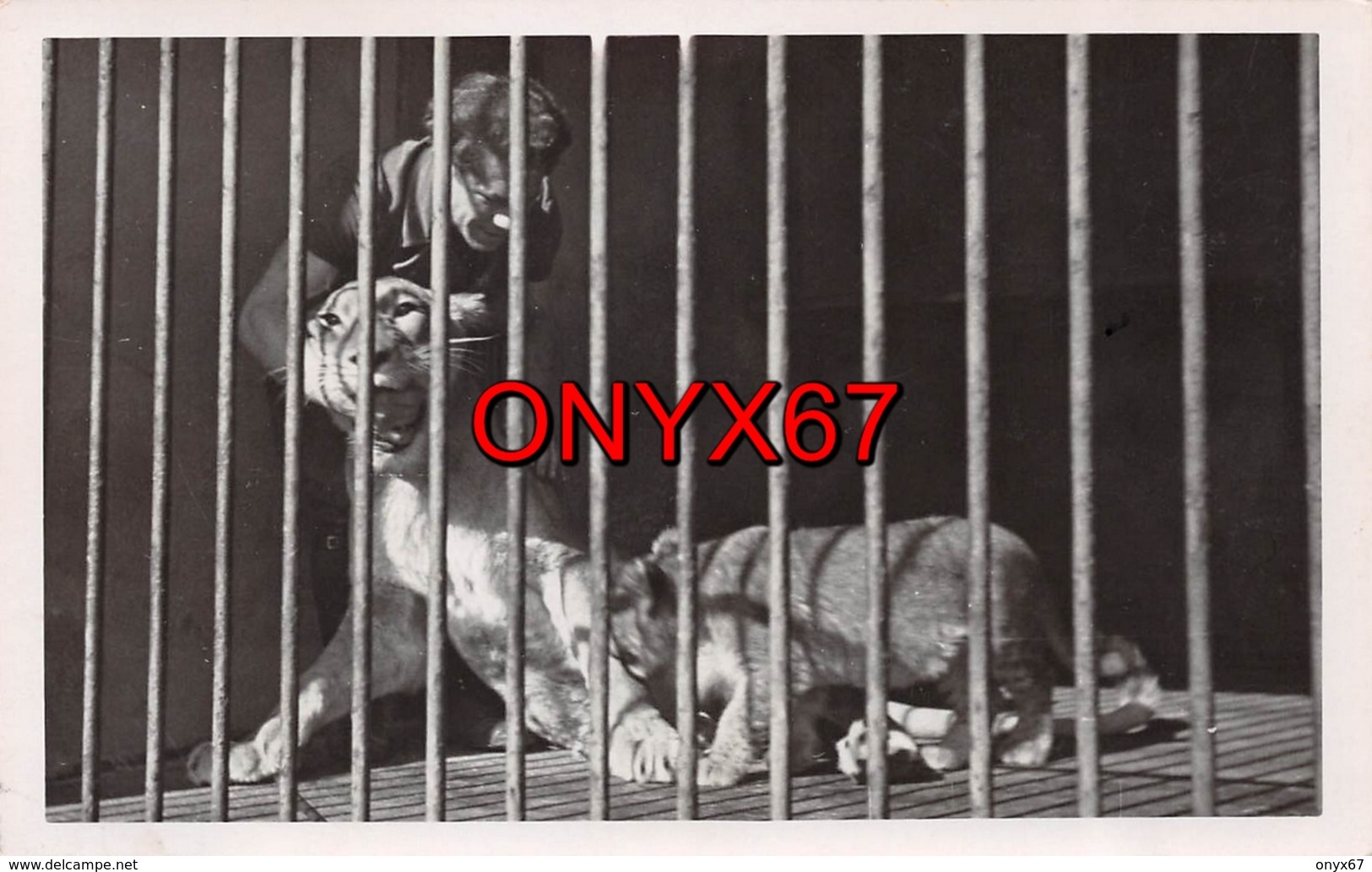 Carte Postale Photo LIONNE Et Son Petit (Animaux-Félin) En Cage ZOO ? CIRQUE ?  PHOTO 1 - Lions