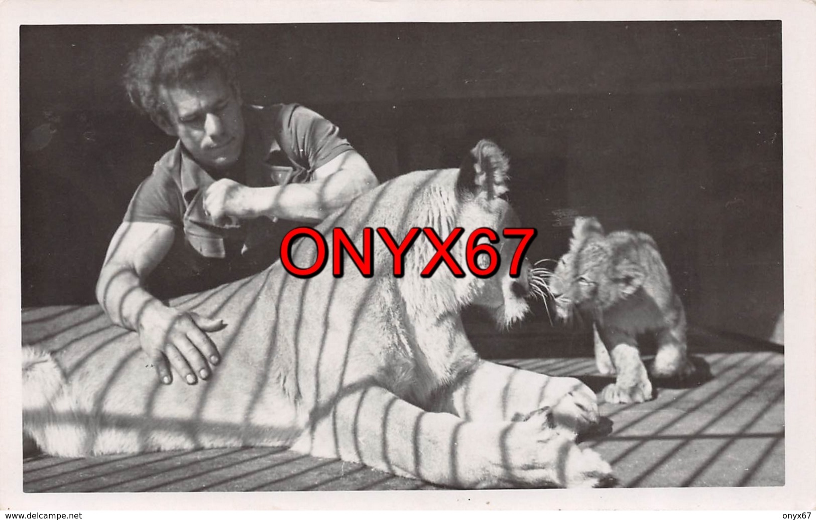 Carte Postale Photo LIONNE Et Son Petit (Animaux-Félin) En Cage ZOO ? CIRQUE ?  PHOTO 2 - Leones