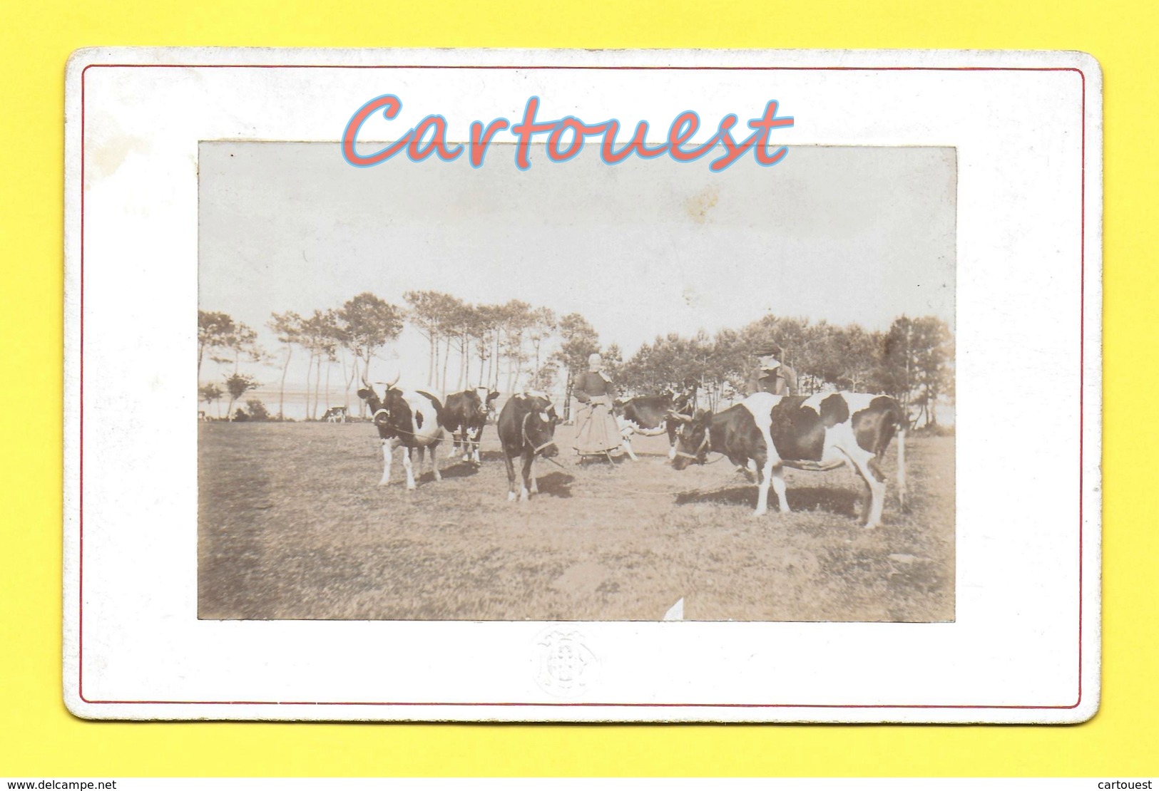 Photographie Ancienne, 16.50 Cm 10.70 Cm, PAYSANNE PAYSAN Troupeau De VACHE ( Embossage Du Photographe Bord Inférieur ) - Anciennes (Av. 1900)