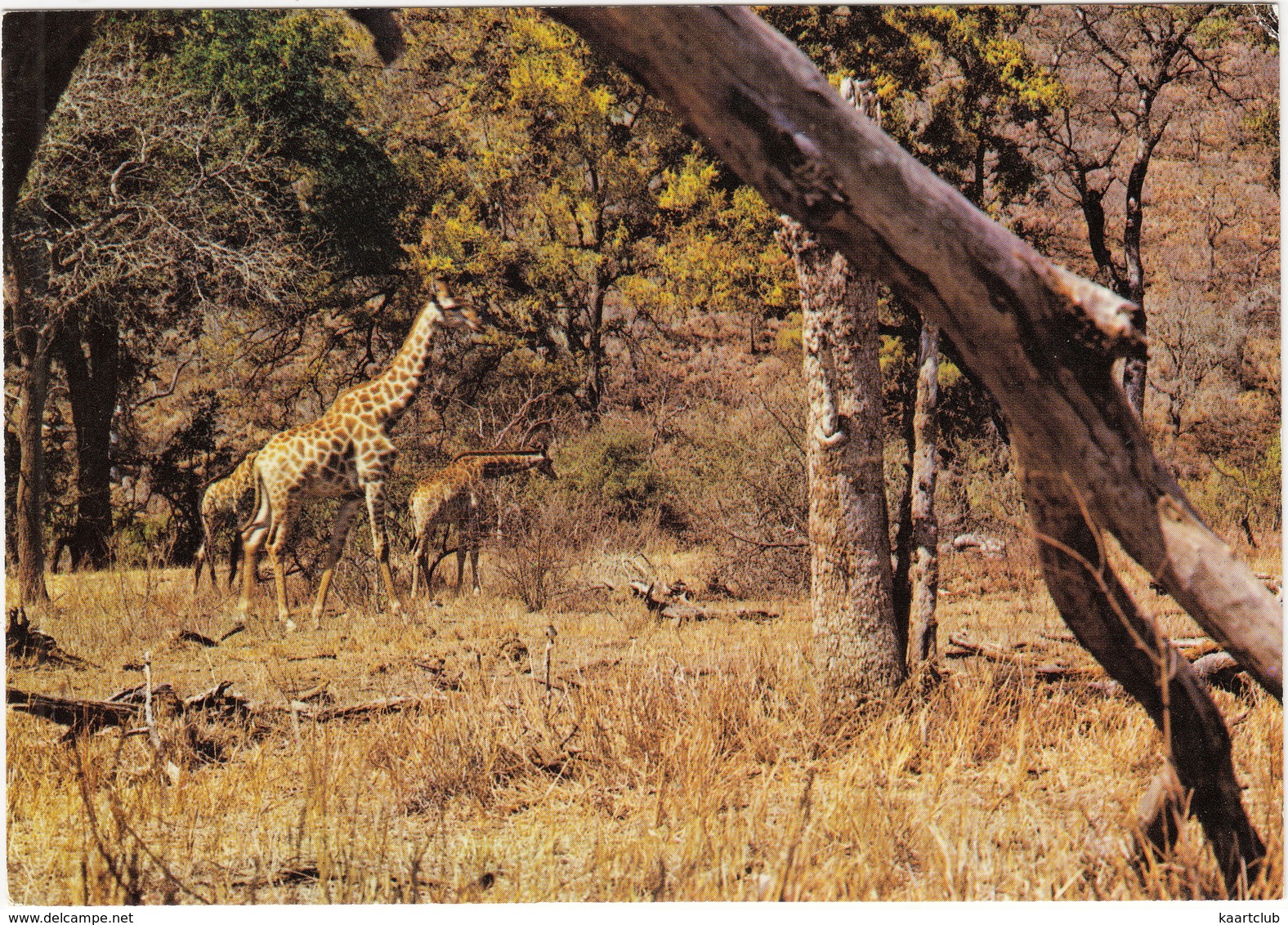 Giraffe In The Kruger National Park - Kameelperde In Die Nasionale Krugerwildtuin - (Suid-Afrika - South Africa) - Zuid-Afrika