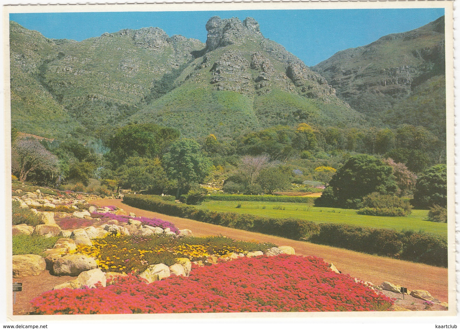 Kirstenbosch - National Botanic Gardens ,Cape Town - (South Africa) - Zuid-Afrika