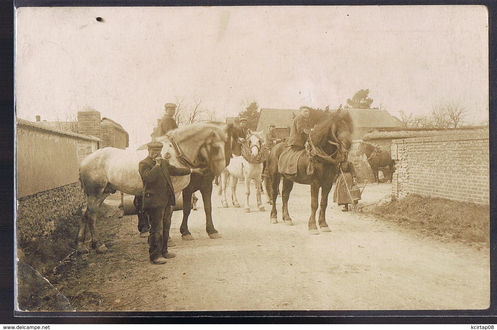 Chevaux . Carte Photo . - Attelages