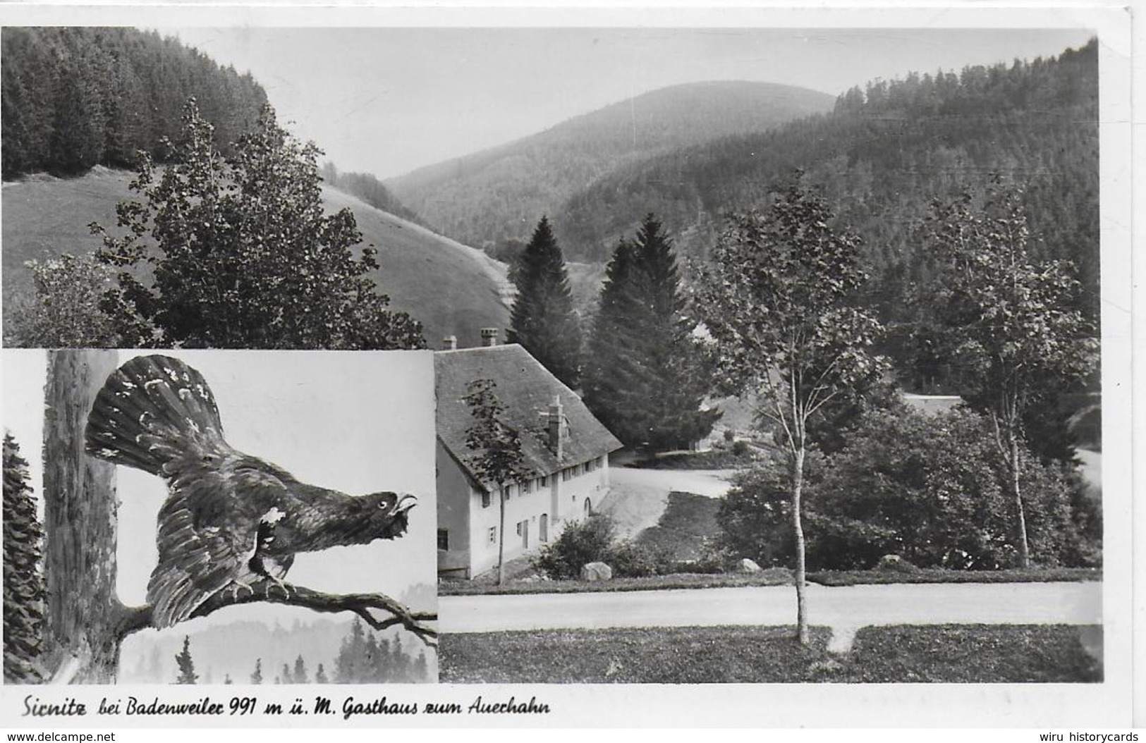 AK 0056  Sirnitz Bei Badenweiler - Gasthaus Zum Auerhahn / Verlag Metz Um 1953 - Hotels & Gaststätten